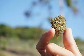 buy weed online