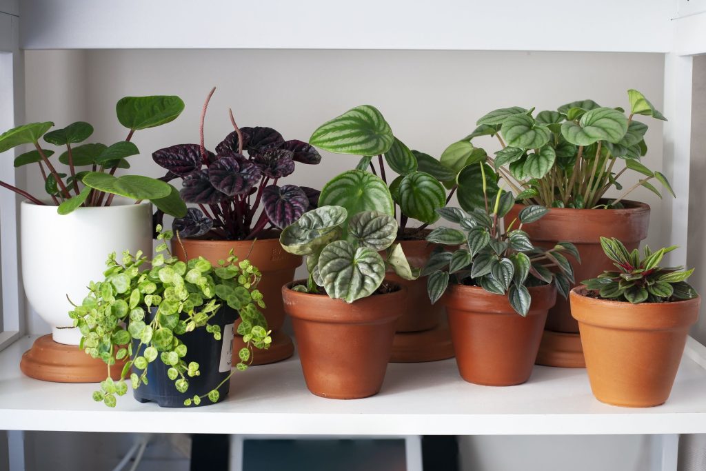 Indoor plants