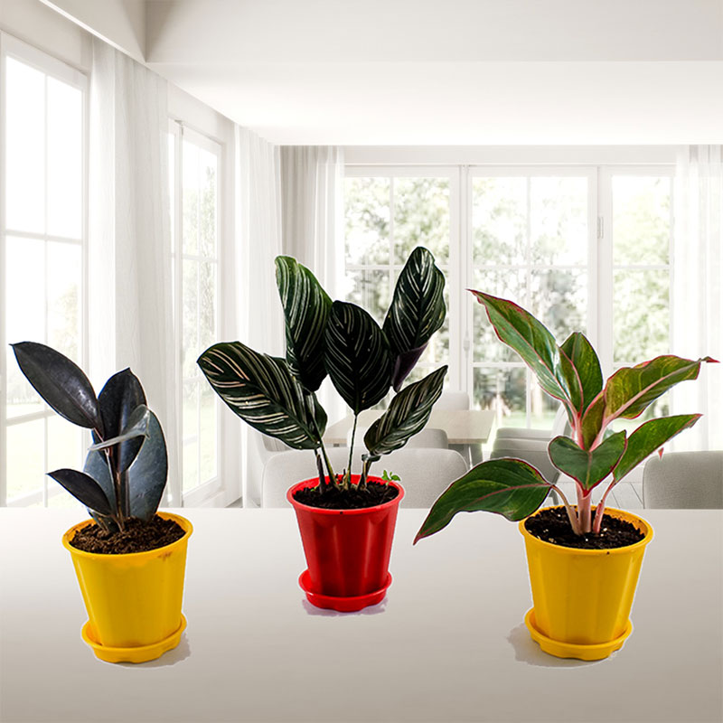 Indoor plants