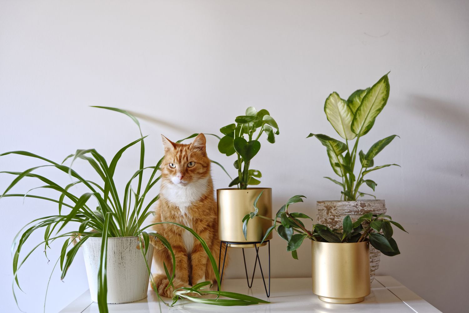 pet safe plants