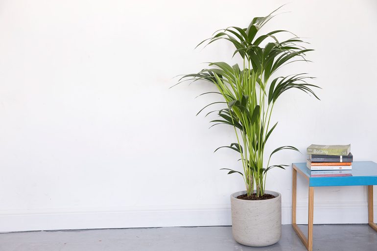 Creating a Pet-Friendly Home: Indoor Plants That Are Safe for Your Pet