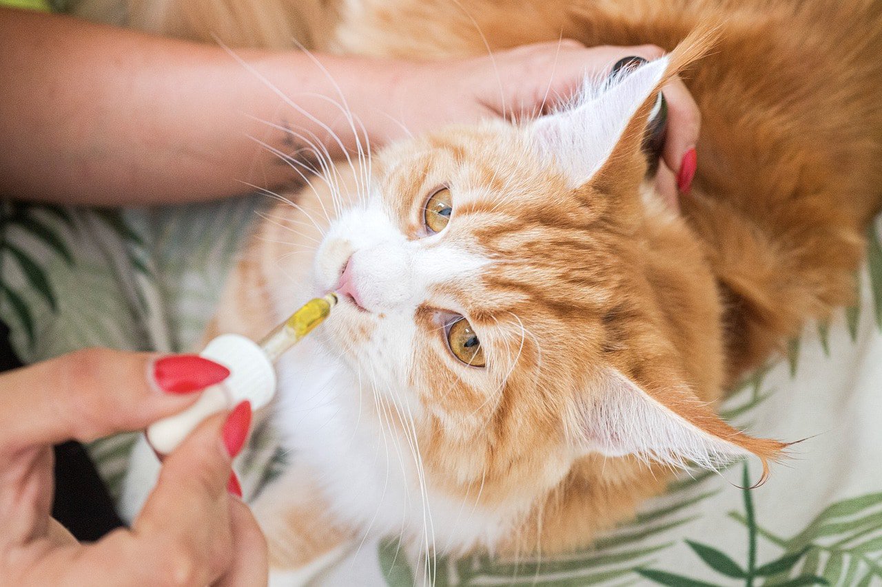 best cbd for cats
