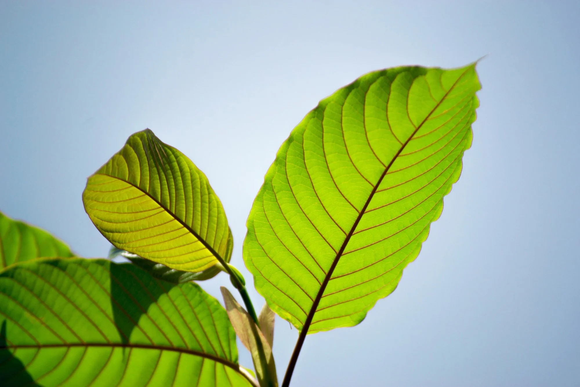 kratom for energy